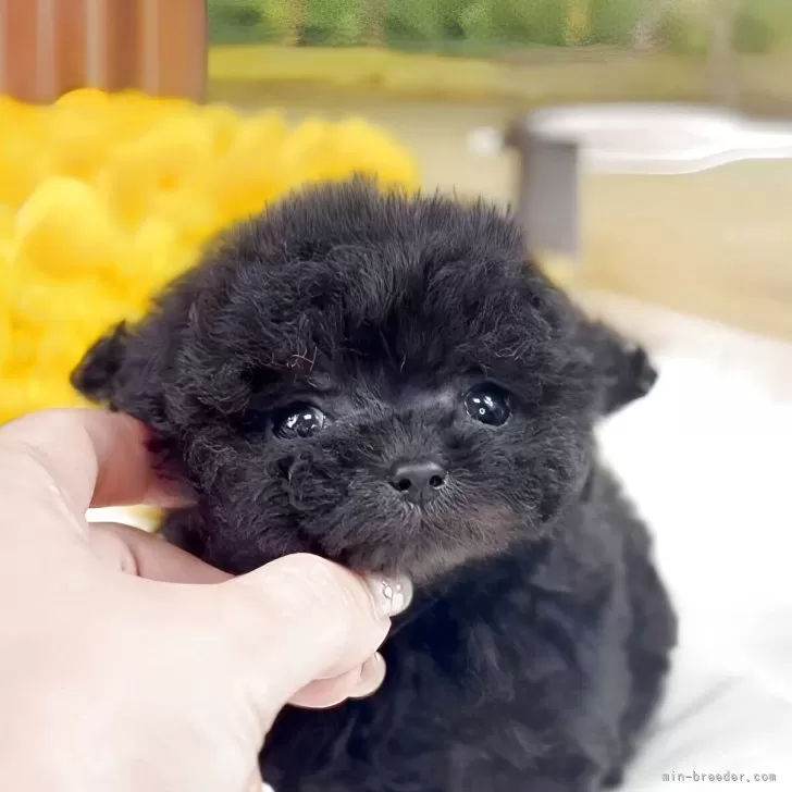 ID：2601-02622の子犬