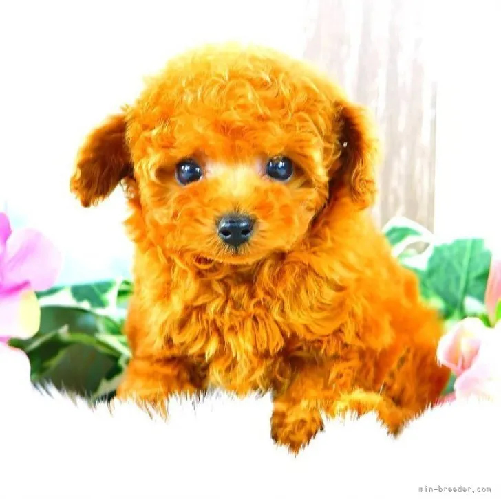 ID：2307-00238の子犬