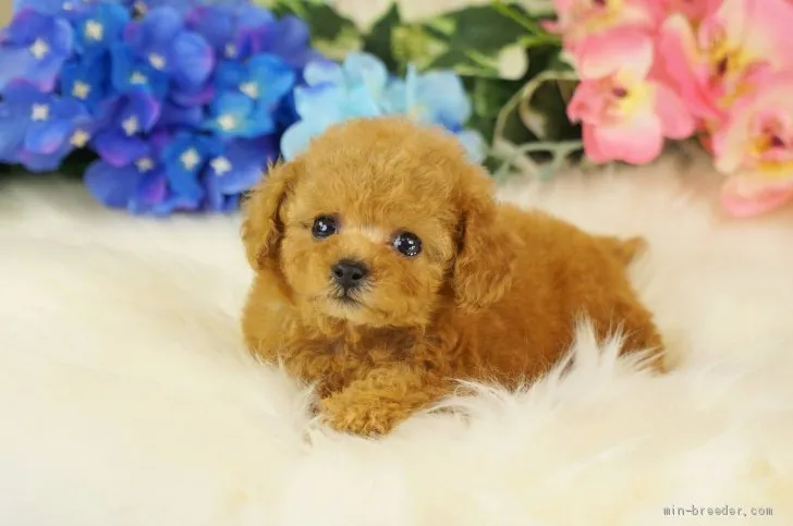 ID：2005-00626の子犬