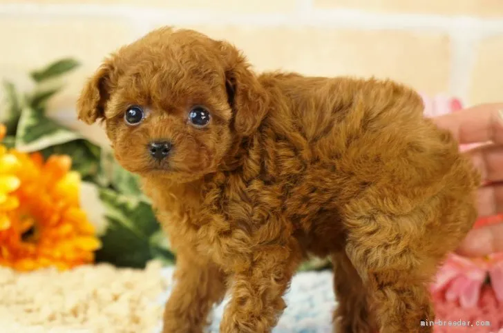ID:2003-01885の子犬