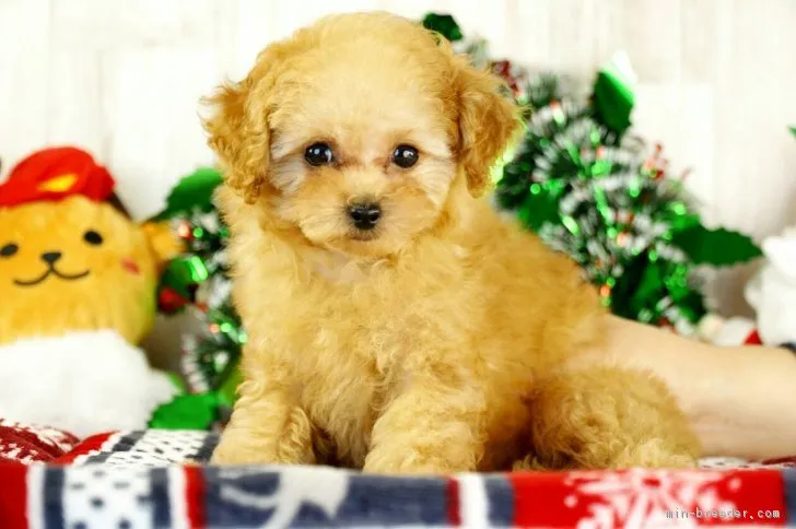 ID:1812-00645の子犬