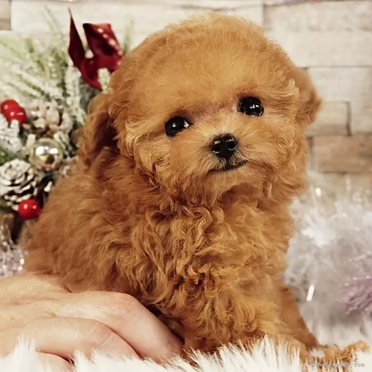 ID:2312-04337の子犬