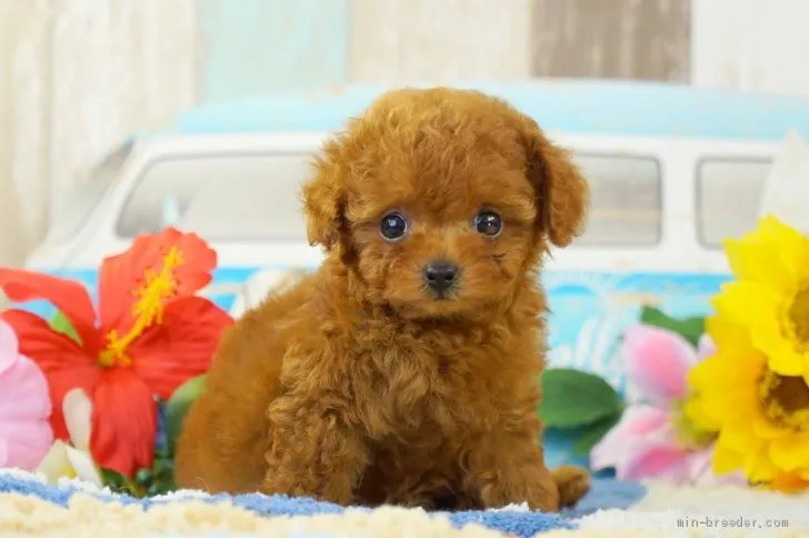 ID:2007-01391の子犬