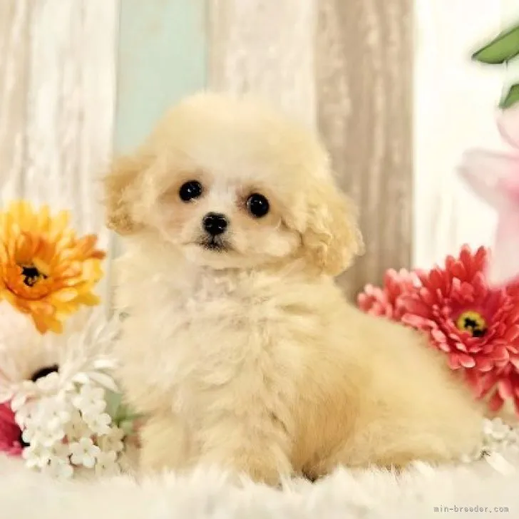 ID:2304-05083の子犬