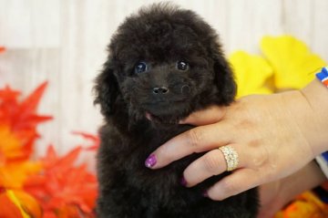トイプードル(タイニー)【香川県・男の子・2019年9月12日・ブラック】の写真「タイニーサイズの活発な男の子」