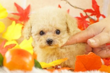 トイプードル(ティーカップ)【香川県・男の子・2020年8月18日・クリーム】の写真「綺麗な顔立ちの可愛い男の子」