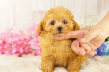 トイプードル(タイニー)【香川県・男の子・2021年4月24日・アプリコット】の写真「♥サマーセール！可愛い〜男の子です❤」