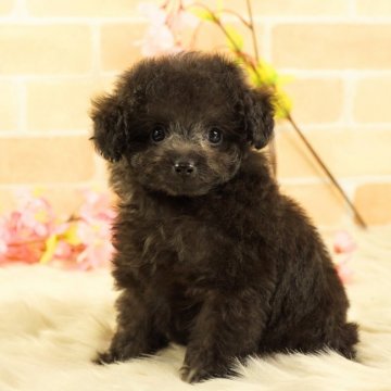トイプードル(ティーカップ)【香川県・男の子・2021年1月3日・シルバー】の写真「お顔の可愛いシルバー男の子」