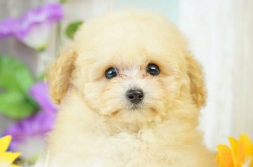 トイプードル(タイニー)【香川県・男の子・2019年5月26日・クリーム】の写真「タイニーサイズ予想(o´▽`o)」