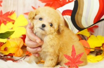 トイプードル(ティーカップ)【香川県・男の子・2019年9月27日・アプリコット】の写真「ティーカップサイズ予想」