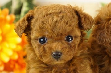 トイプードル(ティーカップ)【香川県・女の子・2020年1月27日・レッド】の写真「お鼻の短い可愛い〜女の子です」