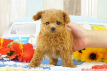 トイプードル(ティーカップ)【香川県・女の子・2020年7月2日・アプリコット】の写真「ティーカップサイズ予想の美人さん〜」