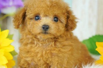 トイプードル(ティーカップ)【香川県・男の子・2019年5月26日・レッド】の写真「成犬時２キロ前後サイズ予想です」