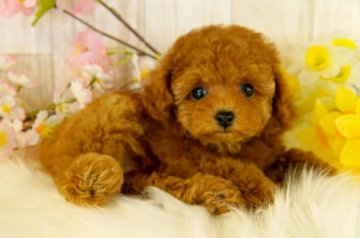 トイプードル(タイニー)【香川県・女の子・2019年2月6日・レッド】の写真「タイニー小さめサイズ予想(o´▽`o)ﾉ」
