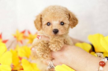 トイプードル(タイニー)【香川県・男の子・2018年9月18日・クリーム】の写真「タイニー小さめサイズ予想」