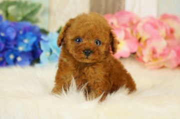 トイプードル(ティーカップ)【香川県・男の子・2020年3月18日・レッド】の写真「極小ティーカッププードルちゃんです。」
