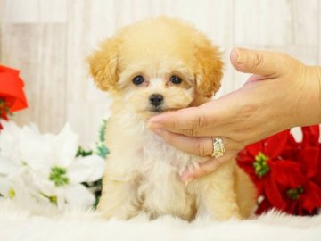 トイプードル(ティーカップ)【香川県・男の子・2019年9月27日・アプリコット】の写真「ちびちびティーカップ君です」