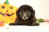 タイニープードル【香川県・男の子・2018年8月5日・シルバー】の写真4「初めて飼われる方にもオススメです( ´ ▽ ` )」