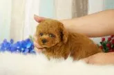タイニープードル【香川県・男の子・2020年3月31日・レッド】の写真5「この子と過ごしてみませんか?可愛くて抱きしめたくなります。」