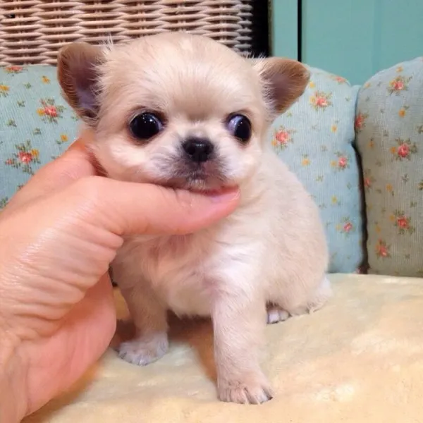 ID：1412-01137の子犬