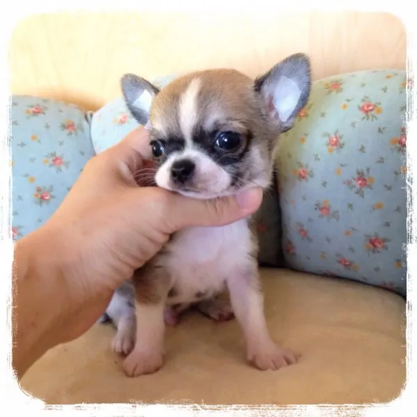 ID:1505-00544の子犬