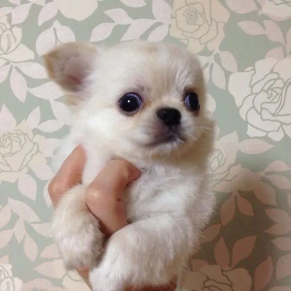 ID：1411-00478の子犬