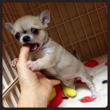 チワワ(スムース)【三重県・女の子・2015年1月20日・フォーン】の写真「良血統！激かわスムチちゃん♡」