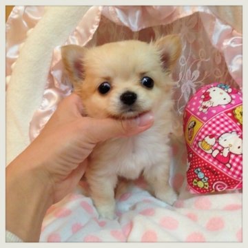 チワワ(ロング)【三重県・女の子・2013年10月5日・クリーム】の写真「とっても綺麗な頭部とお顔！」