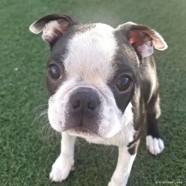 ID：2509-03908の子犬