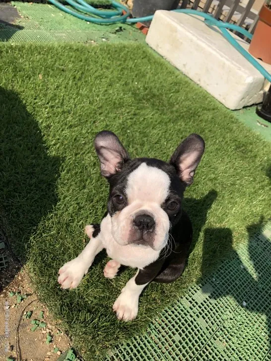 ID：1903-01543の子犬