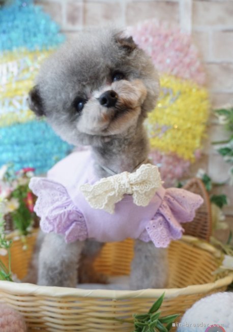 パパ犬　ティーカップサイズ｜曽我部　郁代(そがべ　いくよ)ブリーダー(徳島県・ゴールデンレトリバーなど・JKC登録)の紹介写真3