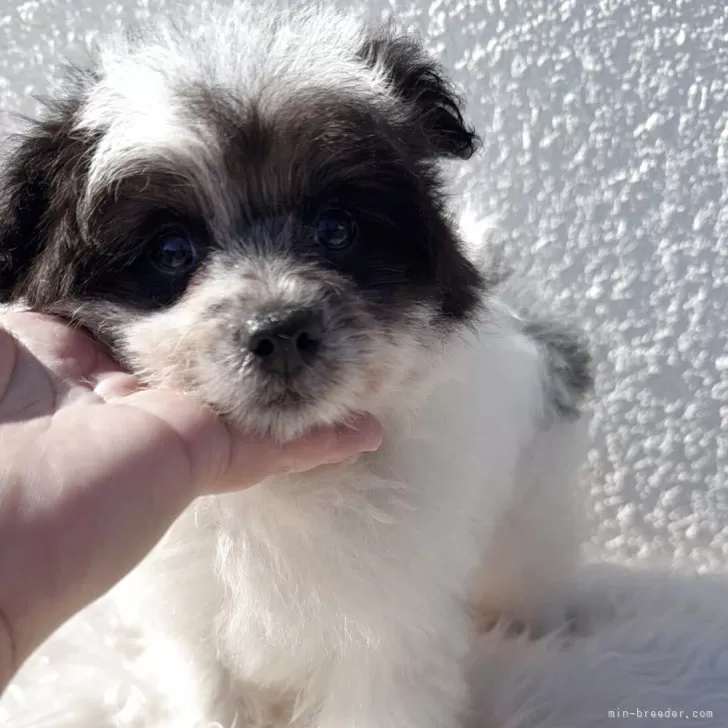 ID：2510-07966の子犬