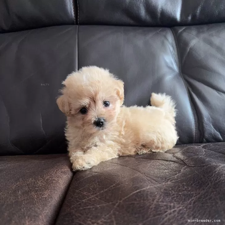 ID:2508-04507の子犬