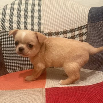 チワワ(スムース)【徳島県・男の子・2025年12月4日・クリーム&ホワイト】の写真「癒しカラー🩷」