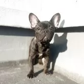 フレンチブルドッグ【徳島県・女の子・2025年6月4日・ブリンドル】の写真1