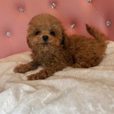 トイプードル(ティーカップ)