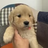 ゴールデンレトリバー【徳島県・女の子・2026年2月17日・ゴールド】の写真3