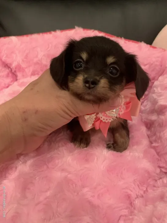 ID:1910-01916の子犬