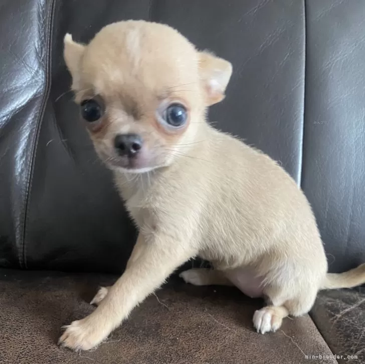 ID：2406-06594の子犬