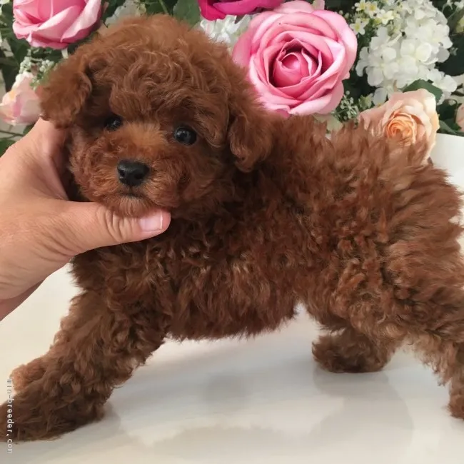 ID：1811-01666の子犬