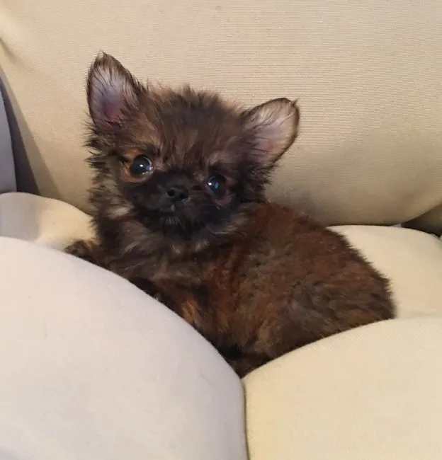 ID:1610-01470の子犬