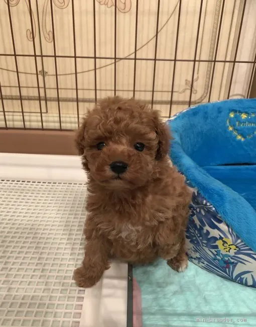 ID:2002-02188の子犬