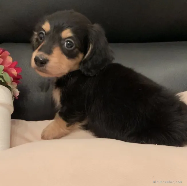 ID:2003-01860の子犬