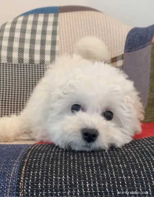 ID:2002-01452の子犬