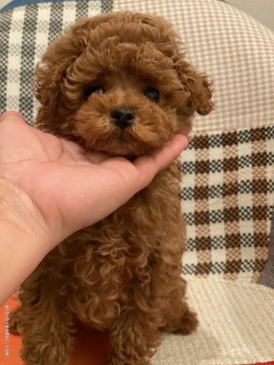 ID:2101-03040の子犬