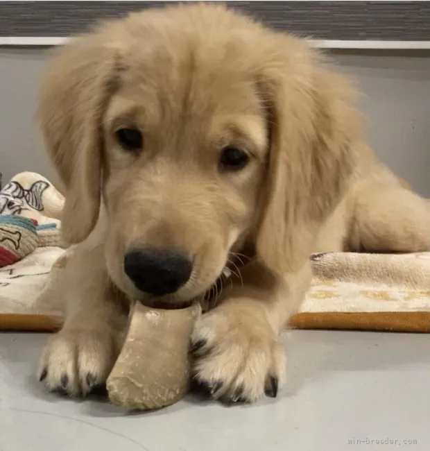 ID:2108-00494の子犬