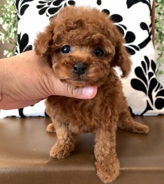 トイプードル(ティーカップ)【徳島県・女の子・2020年2月6日・レッド】の写真「色素のしっかりした可愛い女の子💕💕」