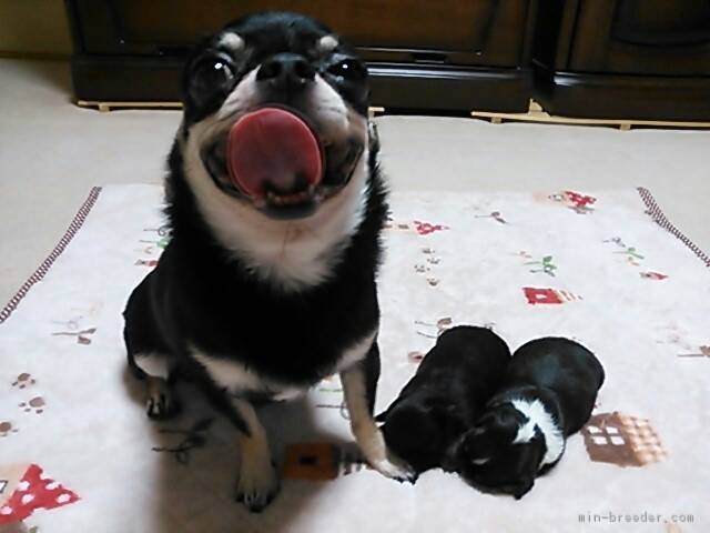 血統がよくお顔の可愛い健全なチワワをご紹介させていただきます。｜大島　弥生(おおしま　やよい)ブリーダー(秋田県・チワワ(スムース)など・JKC登録)の紹介写真3