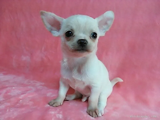 ID:1711-00400の子犬