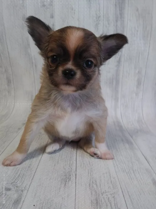 ID：2101-00639の子犬